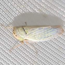 Handianus procerus